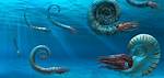 Do Ammonites Still Exist?