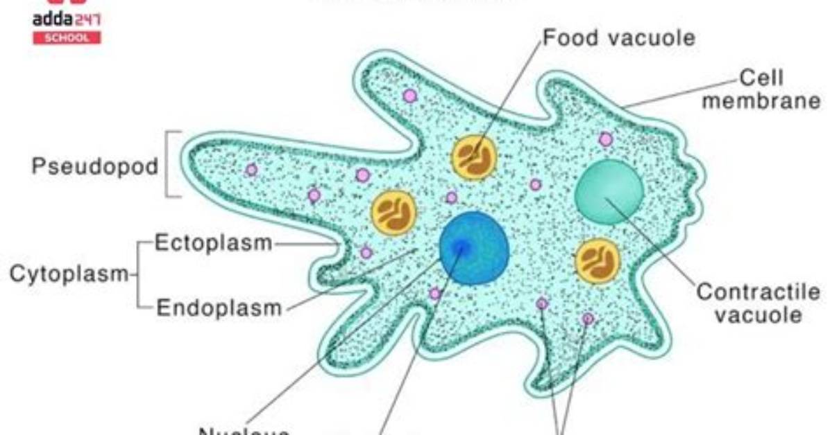 Do Amoeba Have Shape?