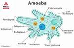 Do Amoeba Have Shape?
