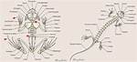 Do Amphibians Have Bones?