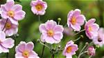 Do Anemone Plants Spread