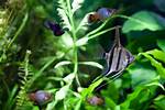 Do Angelfish Need Dither Fish?