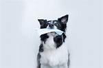 Do Animals Get Covid?