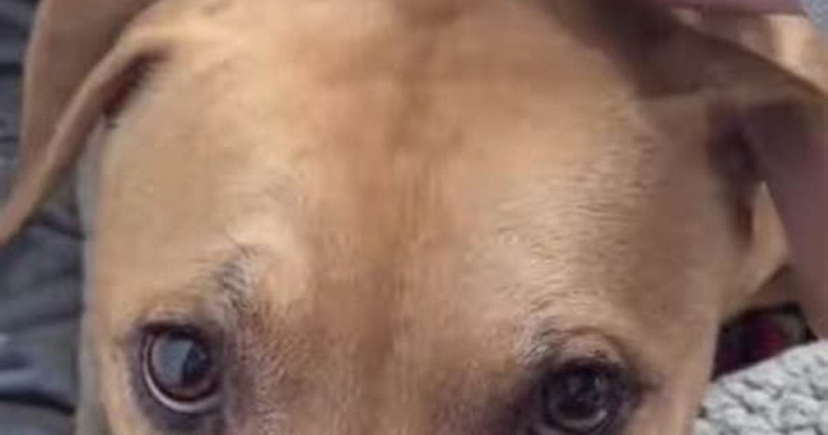 Do Animals Get Traumatized?