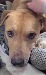Do Animals Get Traumatized?