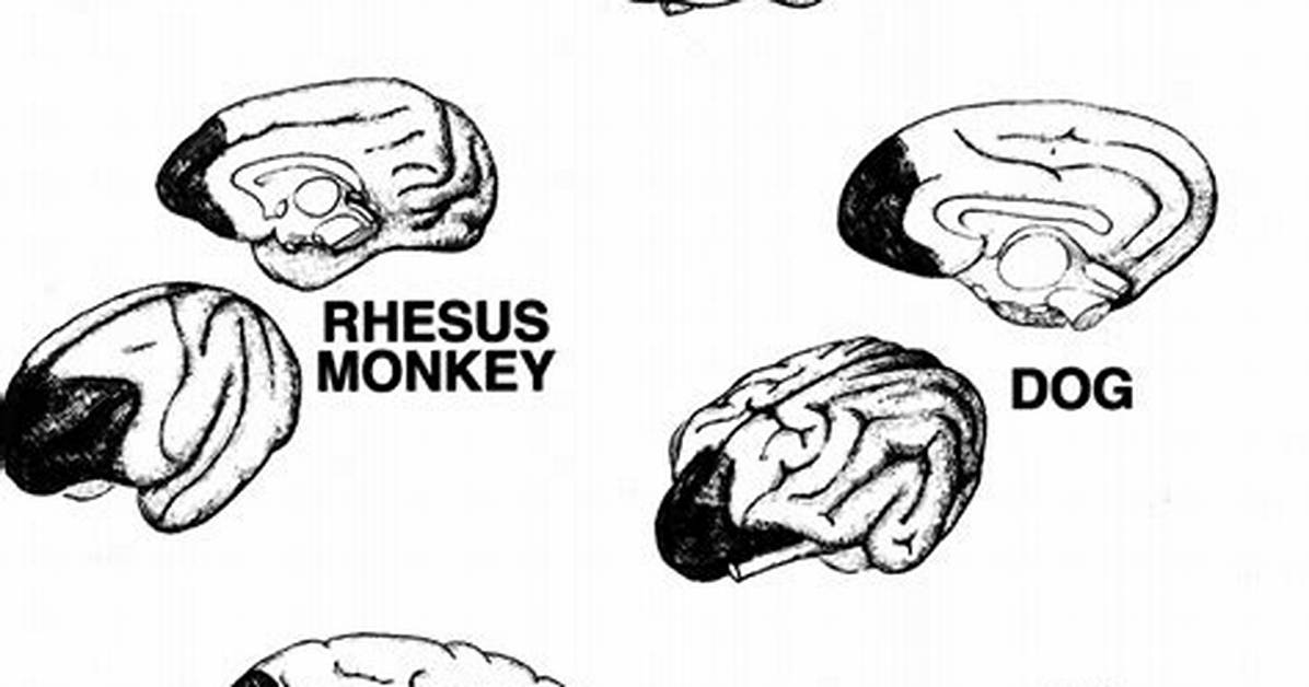Do Animals Have a Prefrontal Cortex?