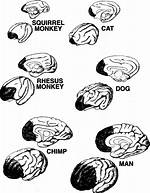 Do Animals Have a Prefrontal Cortex?
