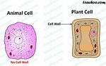 Do Animals Have Cell Wall?