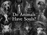 Do Animals Have Conscience?