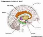 Do Animals Have Limbic System?