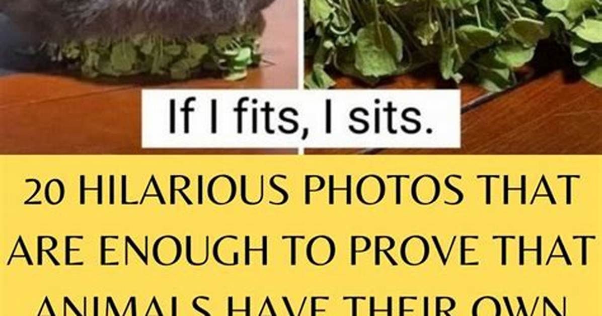 Do Animals Have Logic?