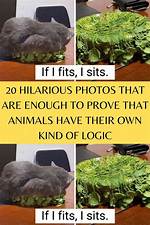 Do Animals Have Logic?