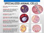 Do Animals Have Specialization?