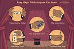 Do Animals Like Magic Tricks?