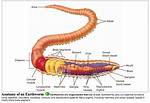 Do Annelids Have a Backbone