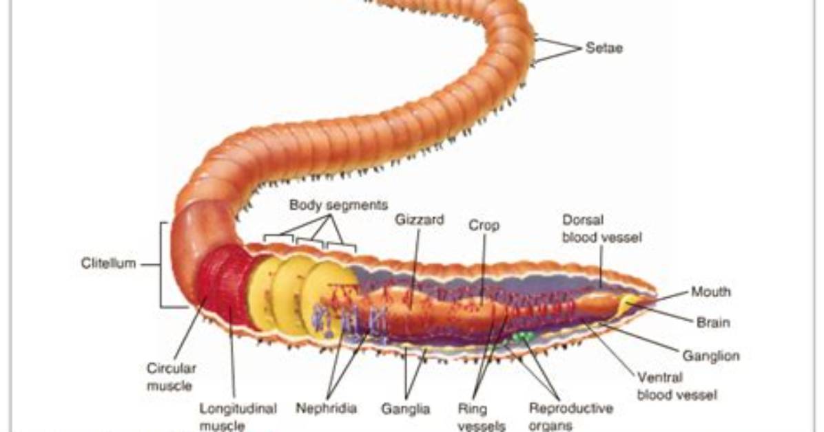 Do Annelids Have Setae?