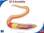 Do Annelids Have Tissues?