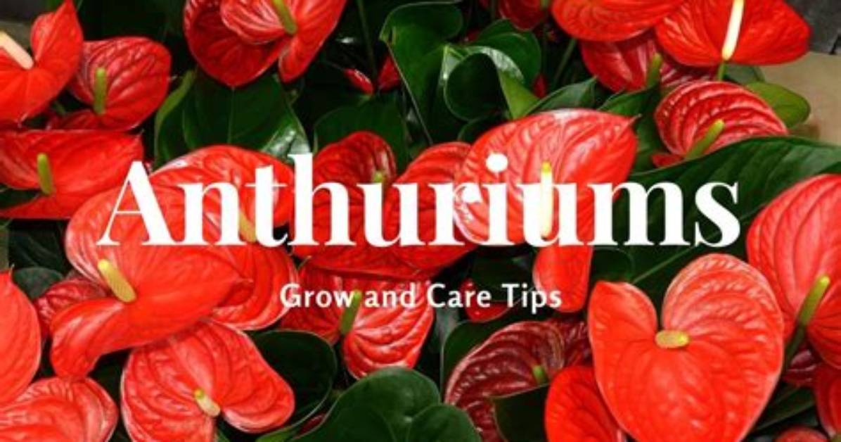 Do Anthuriums Spread