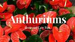 Do Anthuriums Spread