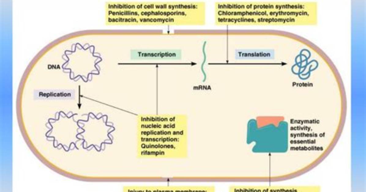 Do Antibiotics Work Fast?