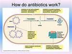 Do Antibiotics Work Fast?