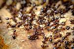 Do Ants Attack Babies