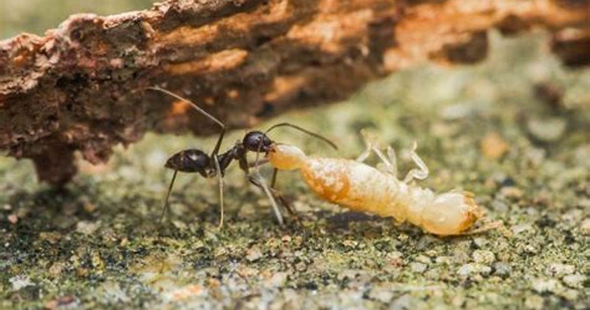 Do Ants Attack Termites?