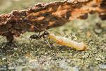 Do Ants Attack Termites?