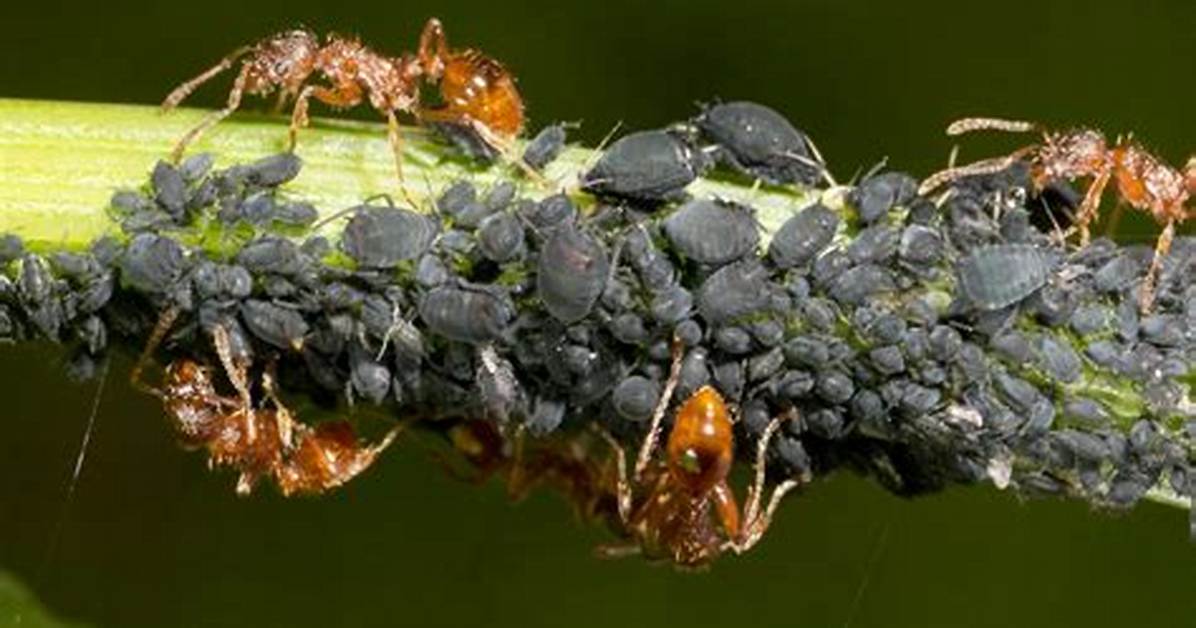 Do Ants Harm Aphids