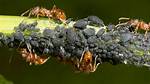 Do Ants Harm Aphids