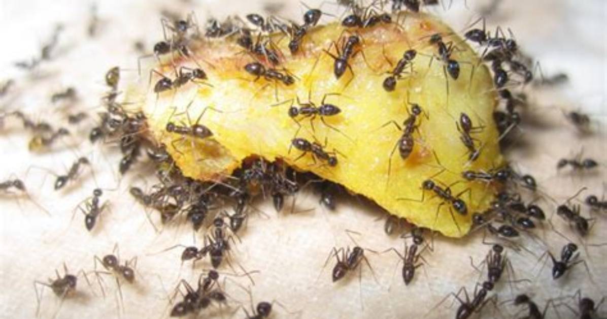 Do Ants Hate Citrus