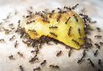 Do Ants Hate Citrus
