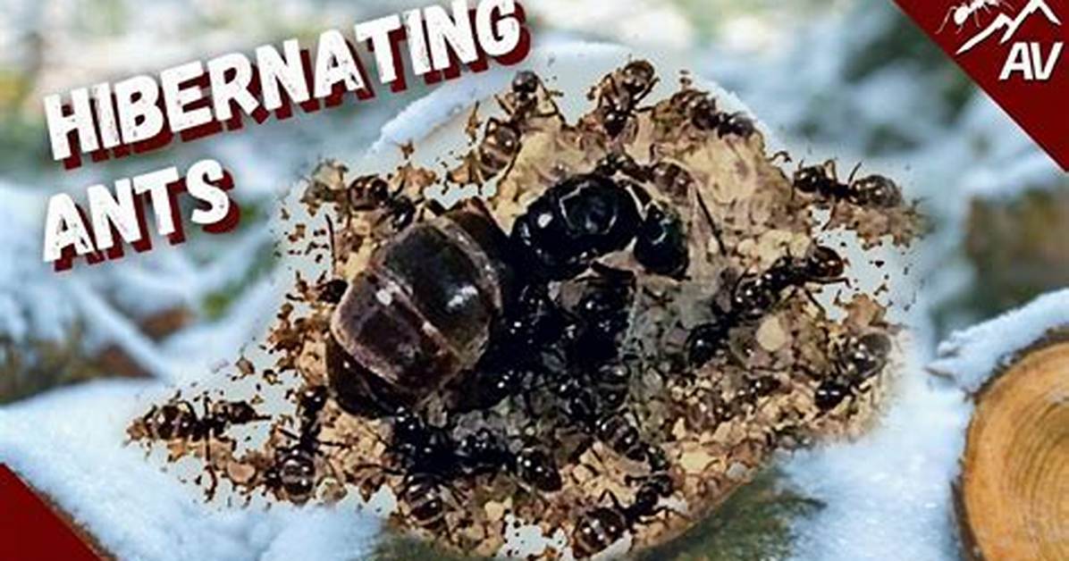 Do Ants Hibernate