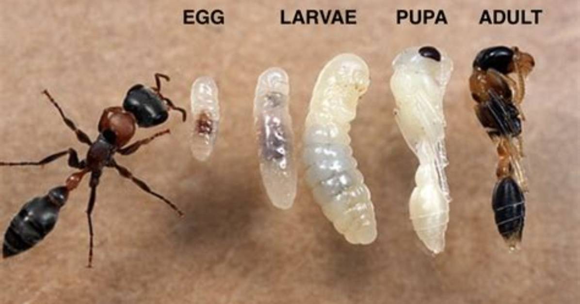 Do Ants Lay Eggs