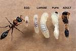Do Ants Lay Eggs