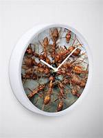 Do Ants Work Around the Clock?