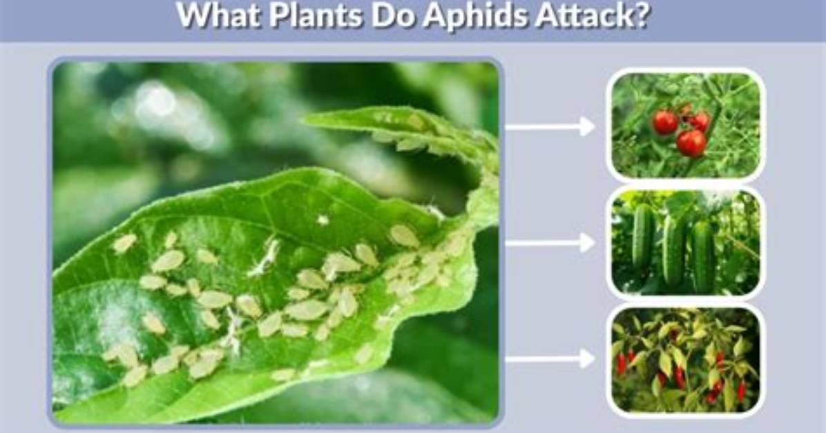 Do Aphids Attack Succulents