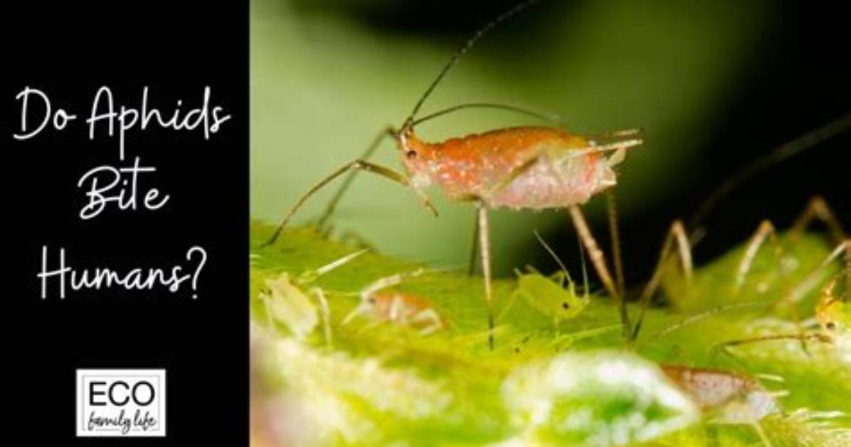 Do Aphids Bite Humans?