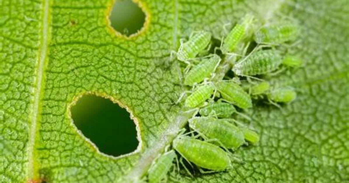 Do Aphids Bite or Sting