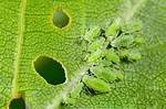 Do Aphids Bite or Sting