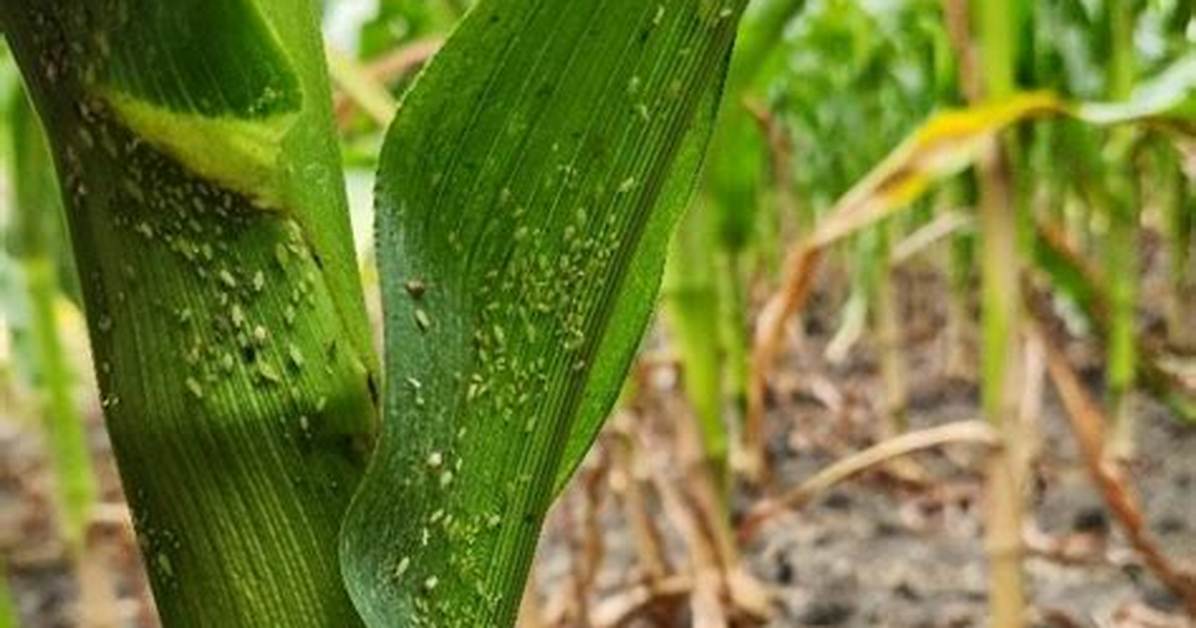 Do Aphids Eat Corn? | Contextresponse. Com