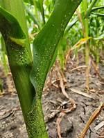 Do Aphids Eat Corn? | Contextresponse. Com
