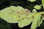Do Aphids Eat Tomatoes