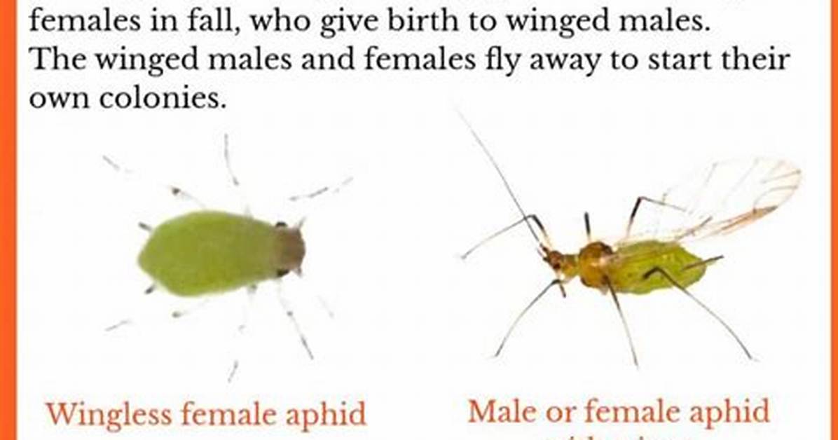 Do Aphids Fly or Crawl