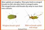Do Aphids Fly or Crawl