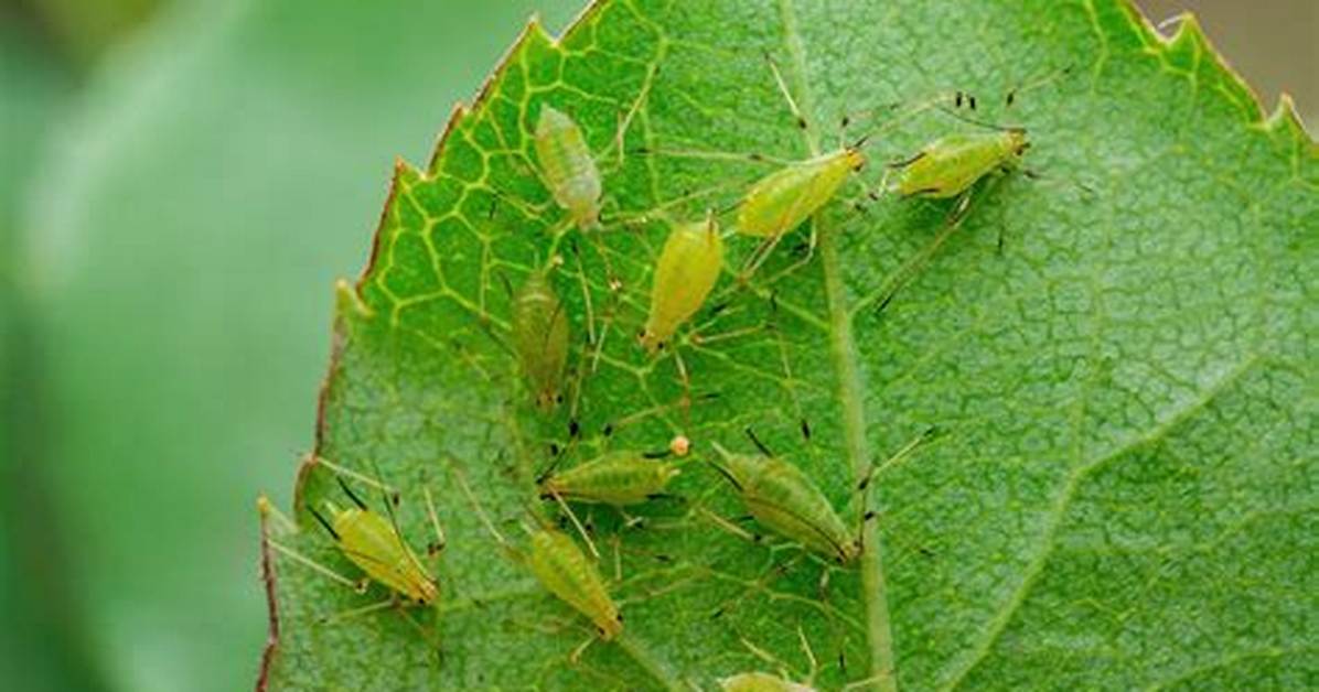 Do Aphids Fly