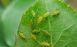 Do Aphids Fly