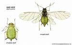 Do Aphids Have Wings?