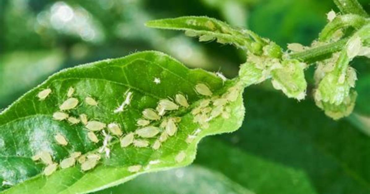Do Aphids Kill Plants?