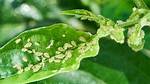 Do Aphids Kill Plants?
